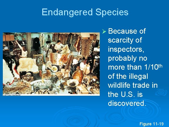 Endangered Species Ø Because of scarcity of inspectors, probably no more than 1/10 th