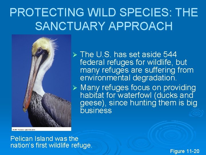 PROTECTING WILD SPECIES: THE SANCTUARY APPROACH The U. S. has set aside 544 federal