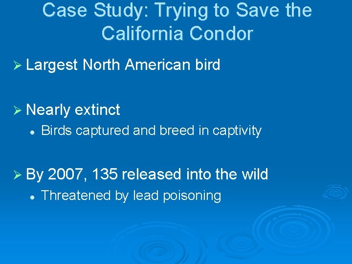 Case Study: Trying to Save the California Condor Ø Largest North American bird Ø