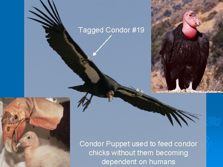 Tagged Condor #19 Condor Puppet used to feed condor chicks without them becoming dependent