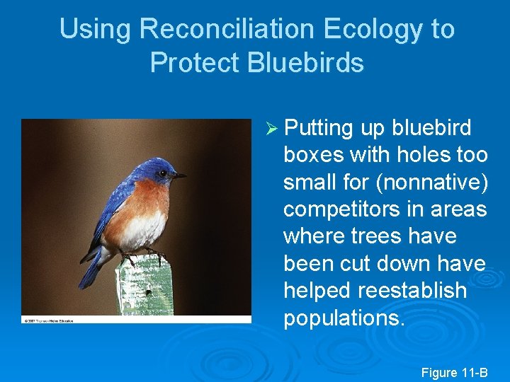 Using Reconciliation Ecology to Protect Bluebirds Ø Putting up bluebird boxes with holes too