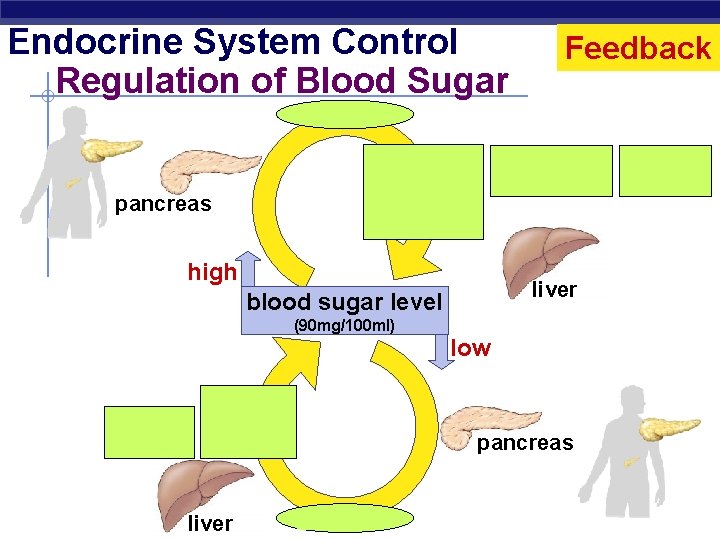 Endocrine System Control Regulation of Blood Sugar Feedback insulin liver stores sugar body cells