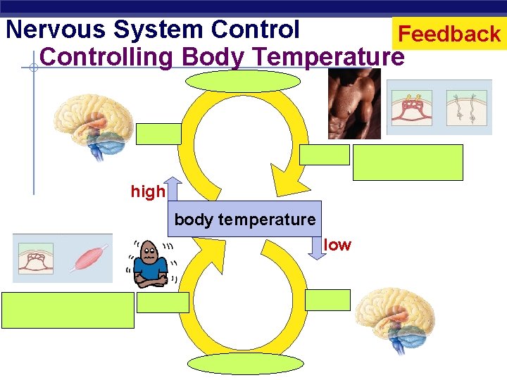 Nervous System Control Feedback Controlling Body Temperature nerve signals brain sweat high body temperature