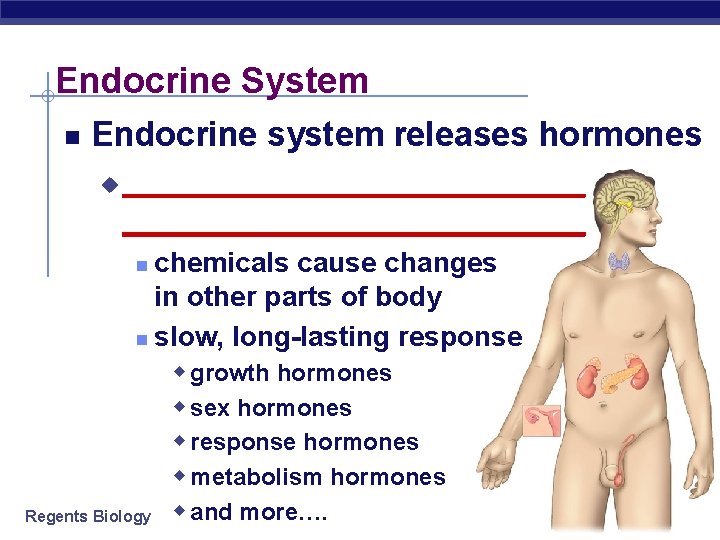 Endocrine System Endocrine system releases hormones u __________________________ chemicals cause changes in other parts