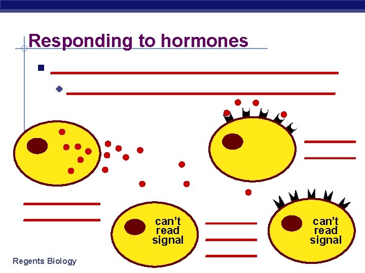 Responding to hormones _________________ u _________________ _________ Regents Biology can’t read signal ______ can’t