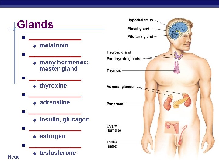 Glands ______________ u insulin, glucagon _______ u adrenaline _______ u thyroxine _______ u many