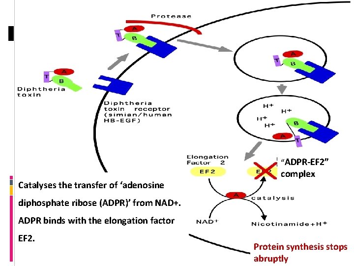 “ADPR-EF 2” Catalyses the transfer of ‘adenosine complex diphosphate ribose (ADPR)’ from NAD+. ADPR