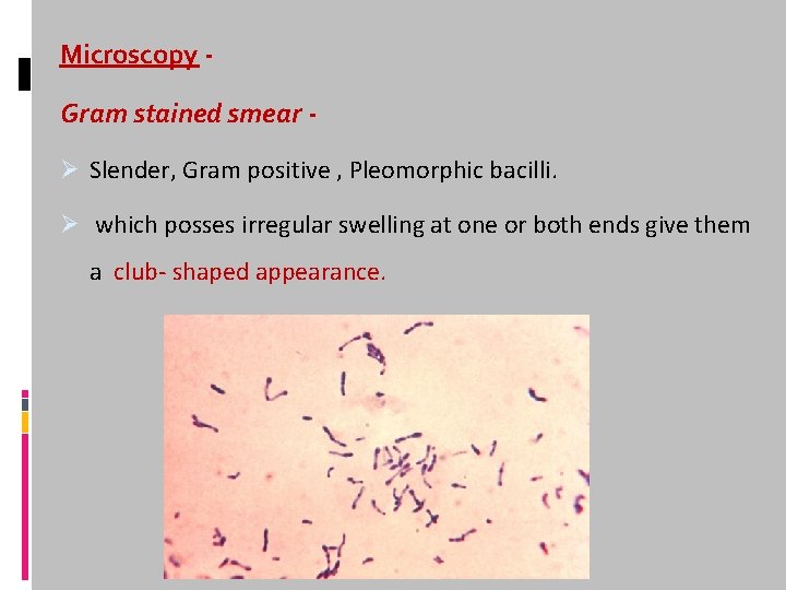 Microscopy Gram stained smear Ø Slender, Gram positive , Pleomorphic bacilli. Ø which posses