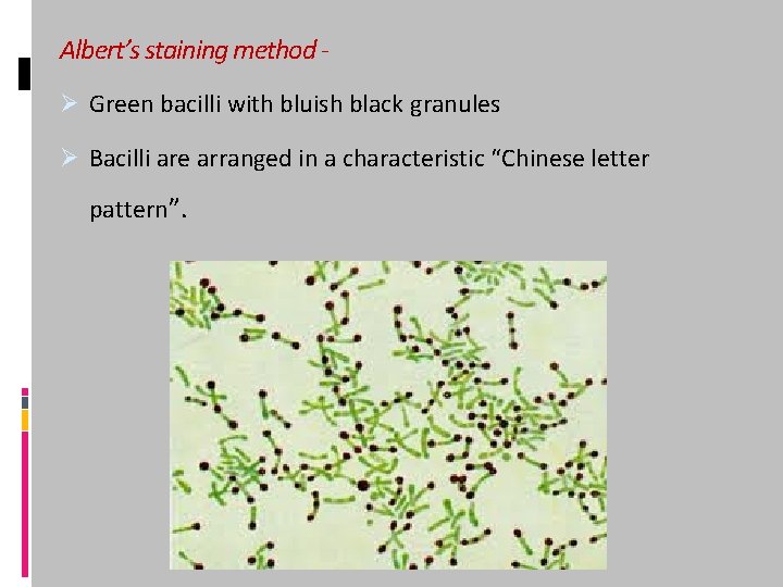 Albert’s staining method Ø Green bacilli with bluish black granules Ø Bacilli are arranged