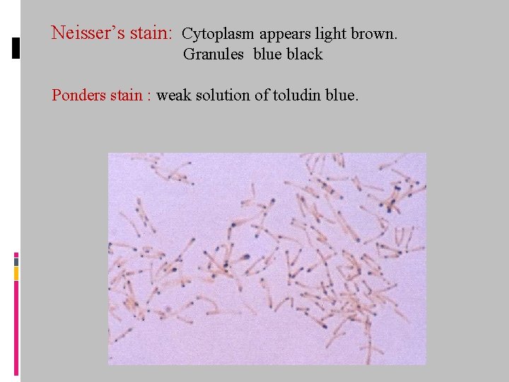 Neisser’s stain: Cytoplasm appears light brown. Granules blue black Ponders stain : weak solution