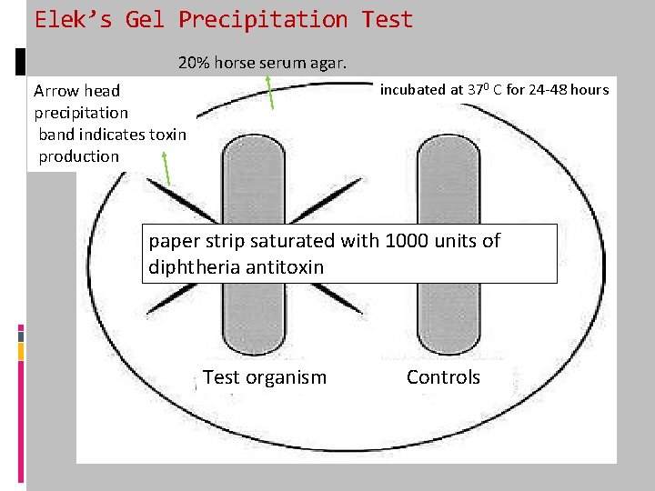 Elek’s Gel Precipitation Test 20% horse serum agar. Arrow head precipitation band indicates toxin