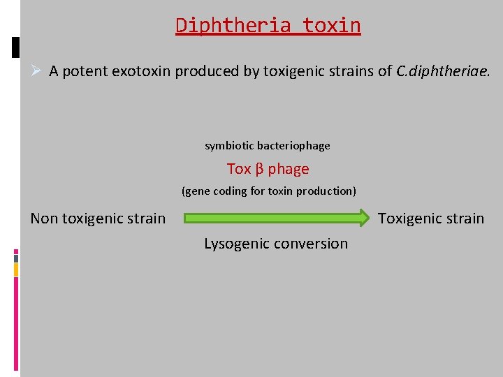 Diphtheria toxin Ø A potent exotoxin produced by toxigenic strains of C. diphtheriae. symbiotic
