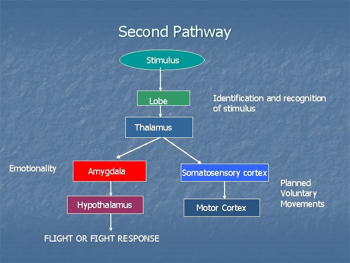 Second Pathway Stimulus Lobe Identification and recognition of stimulus Thalamus Emotionality Amygdala Hypothalamus FLIGHT
