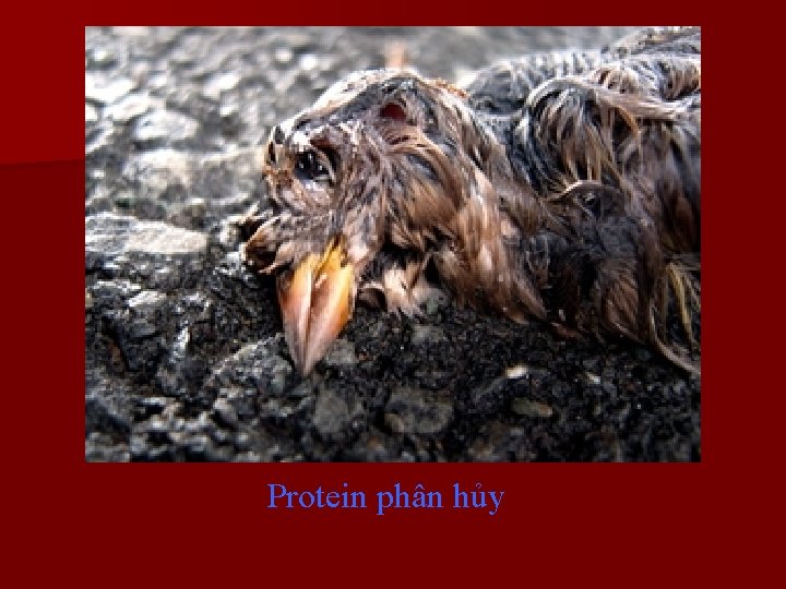Protein phân hủy 