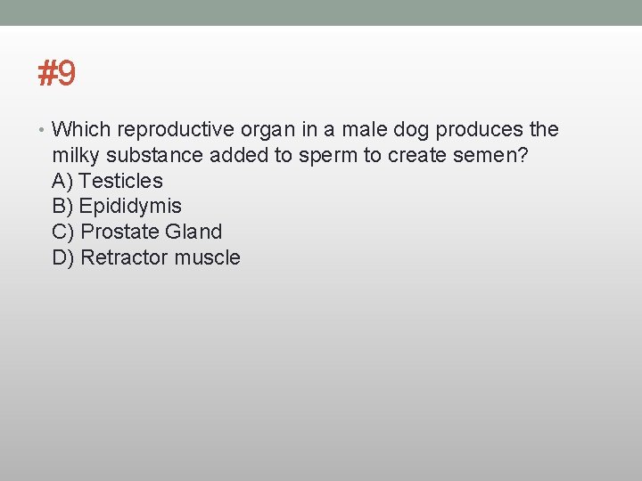 #9 • Which reproductive organ in a male dog produces the milky substance added