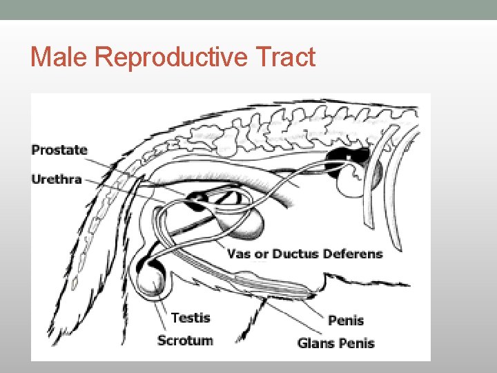 Male Reproductive Tract 