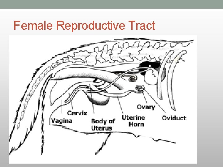 Female Reproductive Tract 