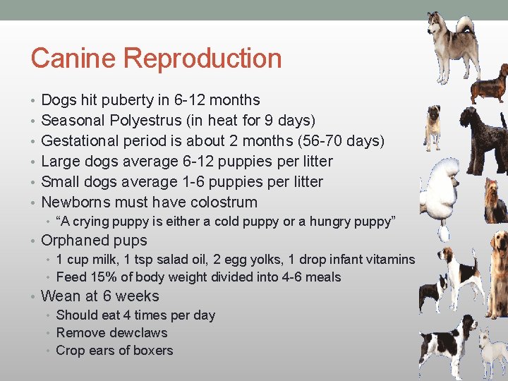 Canine Reproduction • Dogs hit puberty in 6 -12 months • Seasonal Polyestrus (in