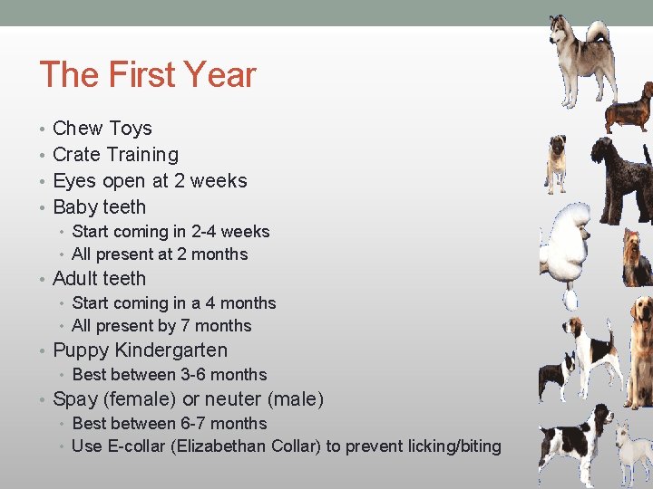 The First Year • Chew Toys • Crate Training • Eyes open at 2