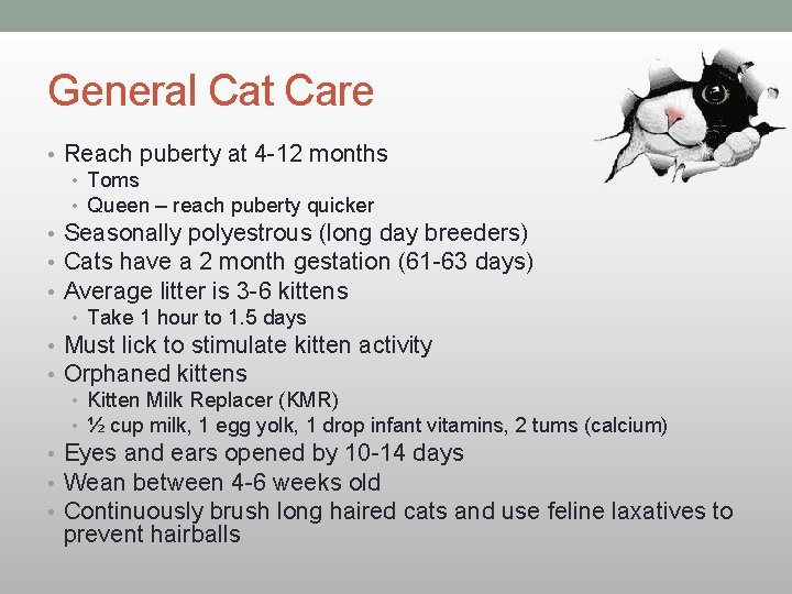 General Cat Care • Reach puberty at 4 -12 months • Toms • Queen