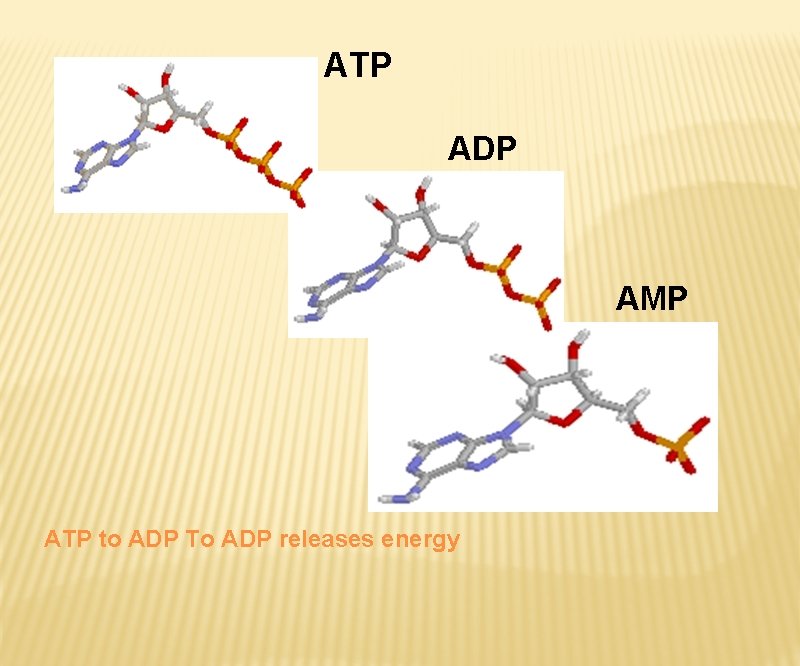 ATP ADP AMP ATP to ADP To ADP releases energy 