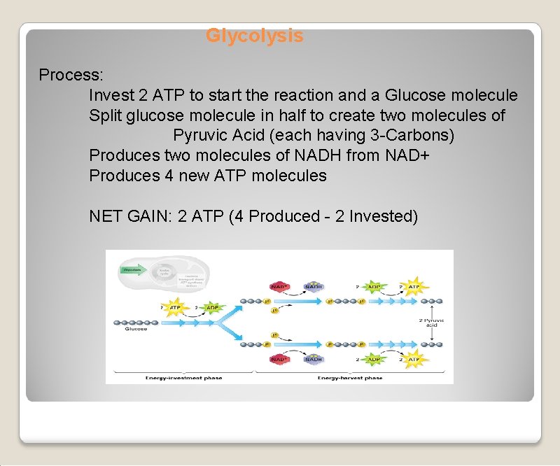Glycolysis Process: Invest 2 ATP to start the reaction and a Glucose molecule Split