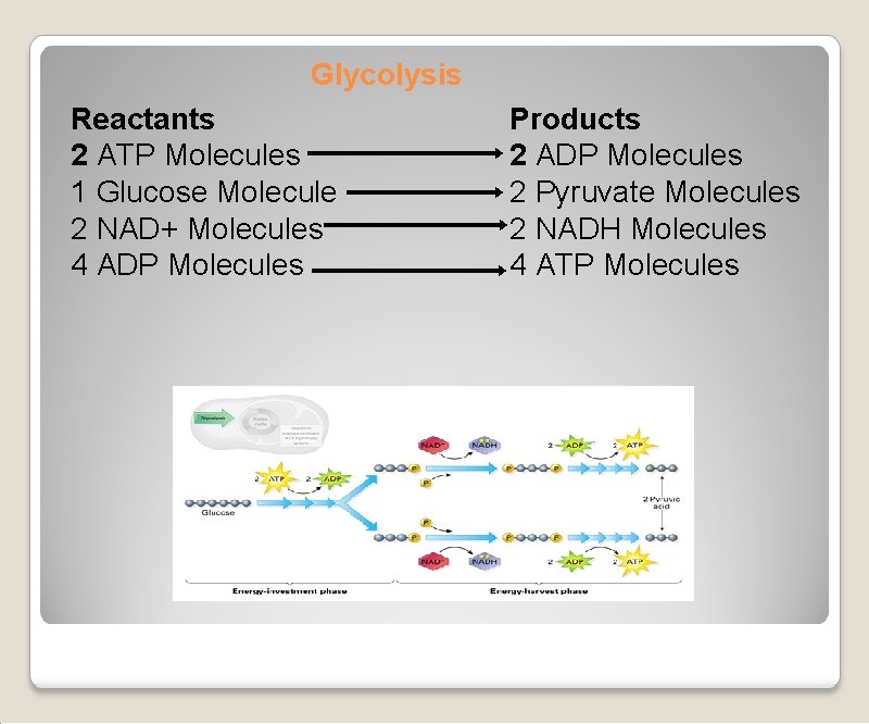 Glycolysis Reactants 2 ATP Molecules 1 Glucose Molecule 2 NAD+ Molecules 4 ADP Molecules