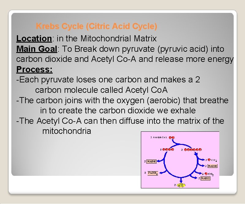 Krebs Cycle (Citric Acid Cycle) Location: in the Mitochondrial Matrix Main Goal: To Break