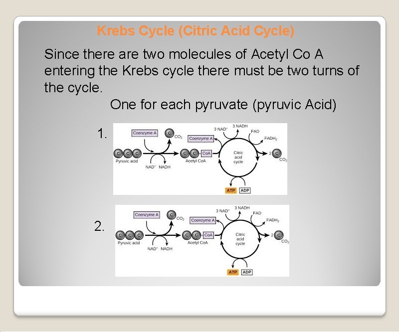 Krebs Cycle (Citric Acid Cycle) Since there are two molecules of Acetyl Co A