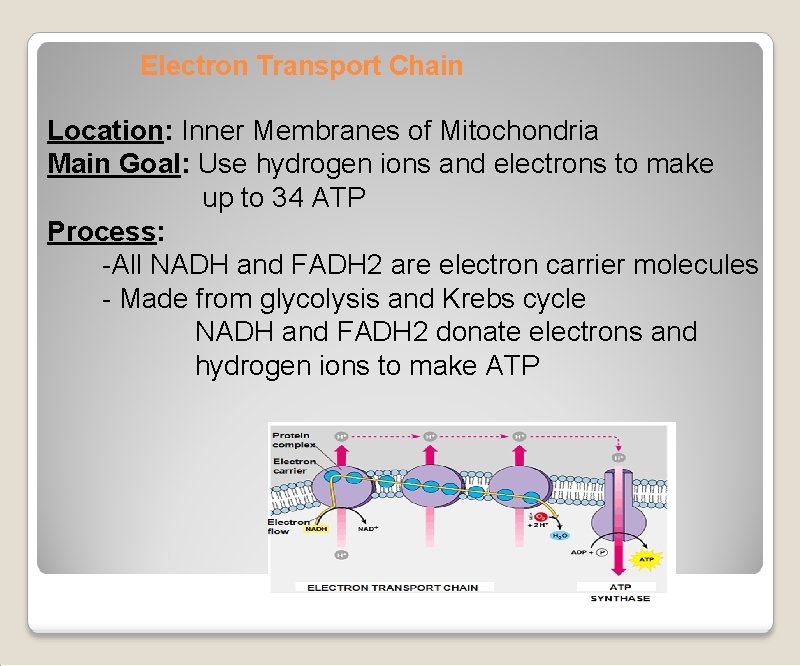 Electron Transport Chain Location: Inner Membranes of Mitochondria Main Goal: Use hydrogen ions and