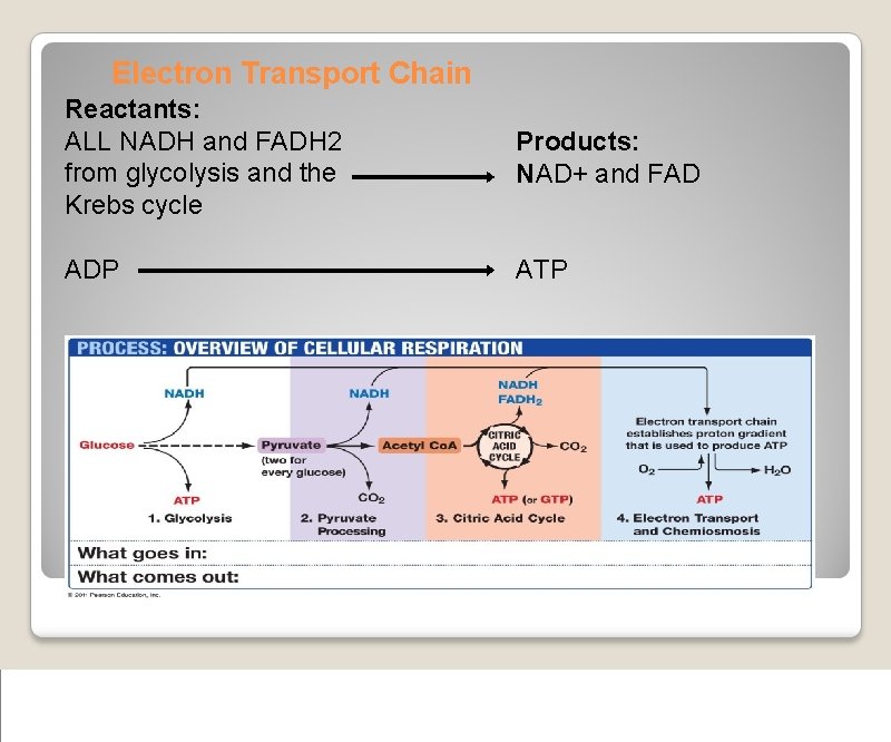 Electron Transport Chain Reactants: ALL NADH and FADH 2 from glycolysis and the Krebs