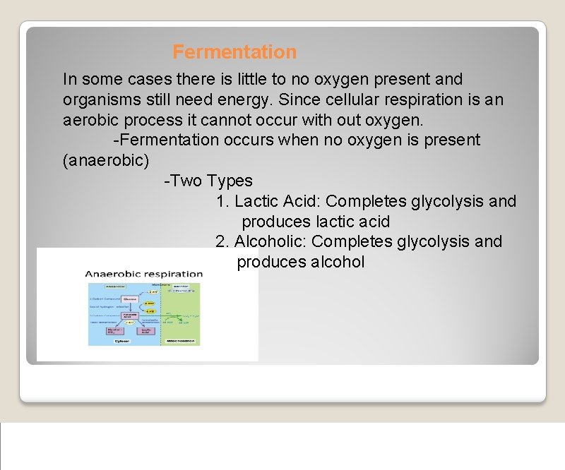 Fermentation In some cases there is little to no oxygen present and organisms still