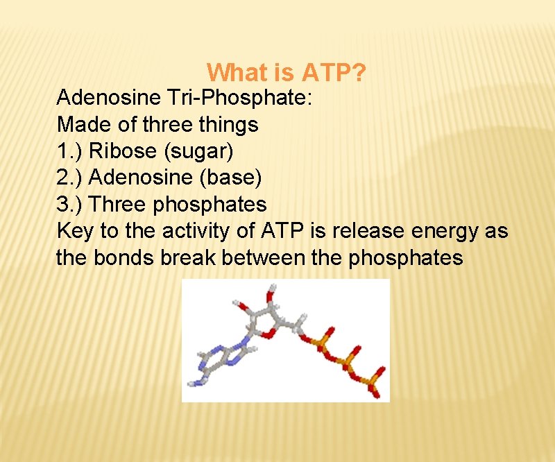 What is ATP? Adenosine Tri-Phosphate: Made of three things 1. ) Ribose (sugar) 2.
