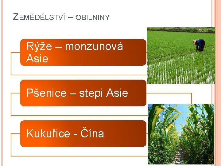 ZEMĚDĚLSTVÍ – OBILNINY Rýže – monzunová Asie Pšenice – stepi Asie Kukuřice - Čína