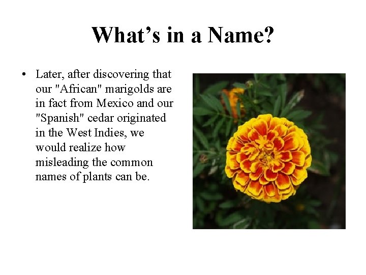 What’s in a Name? • Later, after discovering that our "African" marigolds are in