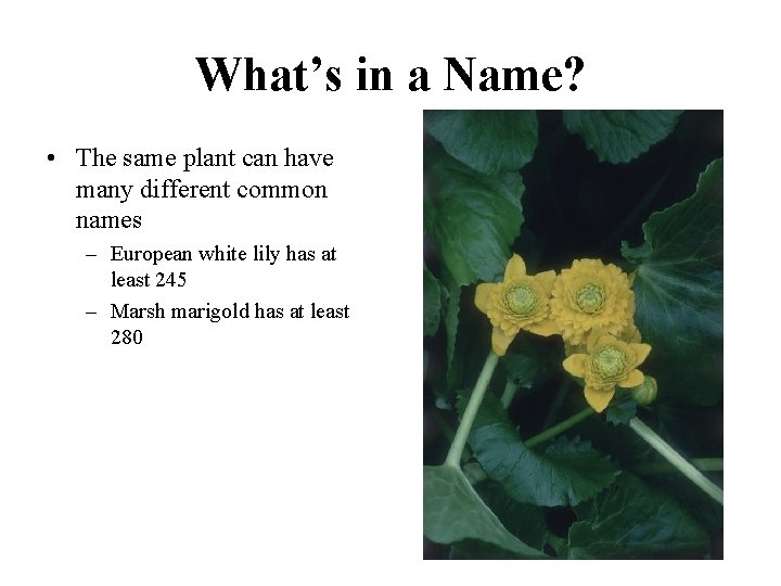 What’s in a Name? • The same plant can have many different common names