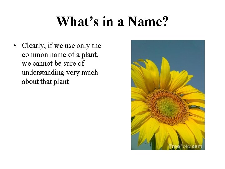 What’s in a Name? • Clearly, if we use only the common name of