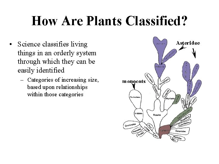 How Are Plants Classified? • Science classifies living things in an orderly system through