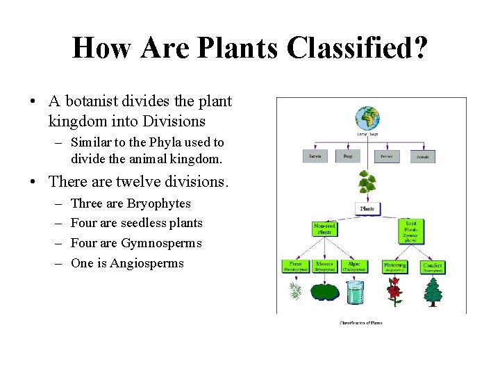 How Are Plants Classified? • A botanist divides the plant kingdom into Divisions –