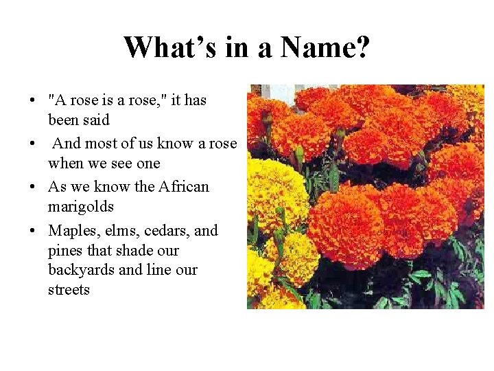 What’s in a Name? • "A rose is a rose, " it has been