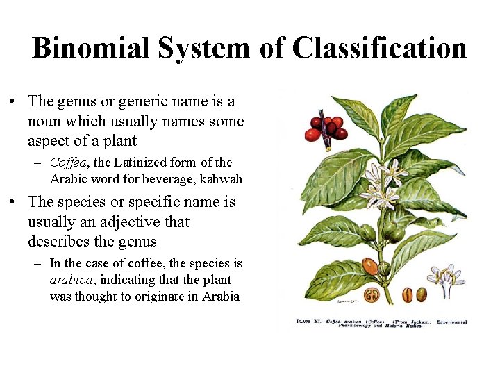 Binomial System of Classification • The genus or generic name is a noun which