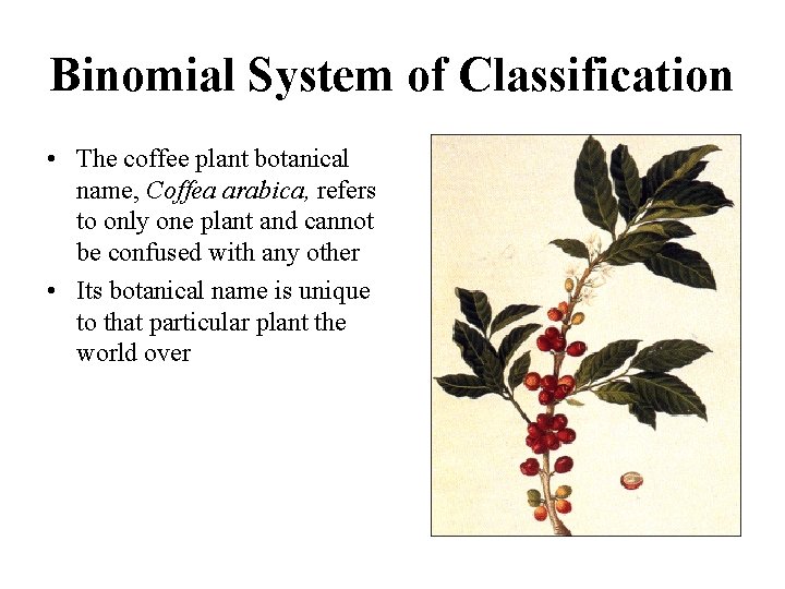 Binomial System of Classification • The coffee plant botanical name, Coffea arabica, refers to