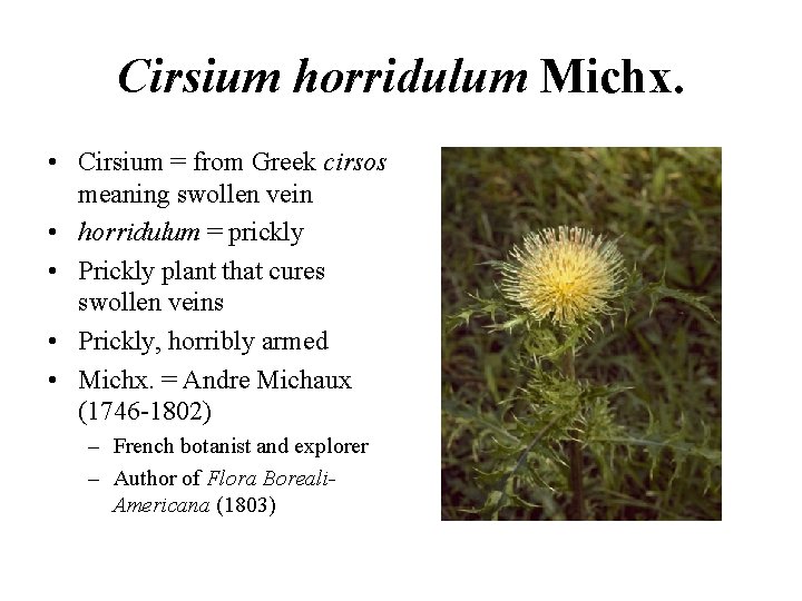 Cirsium horridulum Michx. • Cirsium = from Greek cirsos meaning swollen vein • horridulum