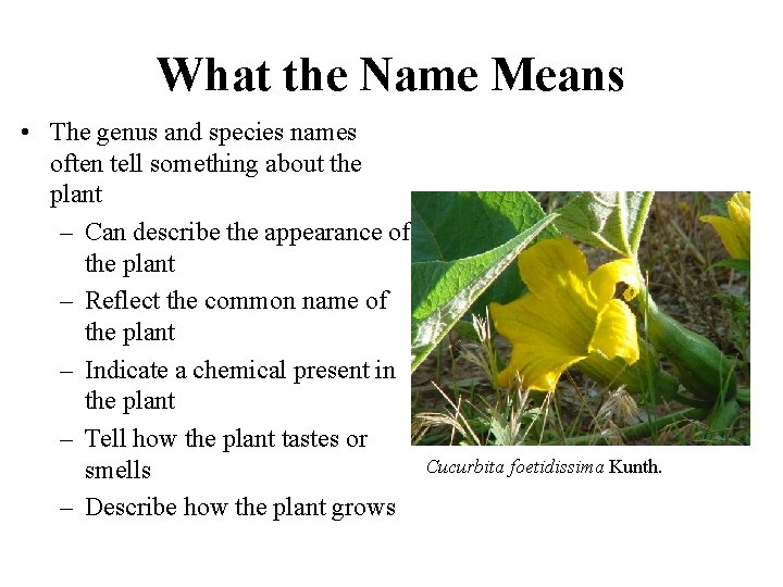 What the Name Means • The genus and species names often tell something about