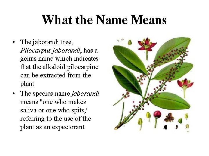 What the Name Means • The jaborandi tree, Pilocarpus jaborandi, has a genus name