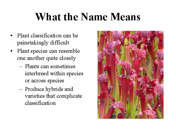 What the Name Means • Plant classification can be painstakingly difficult • Plant species