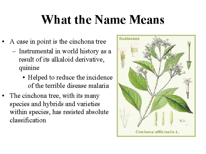 What the Name Means • A case in point is the cinchona tree –
