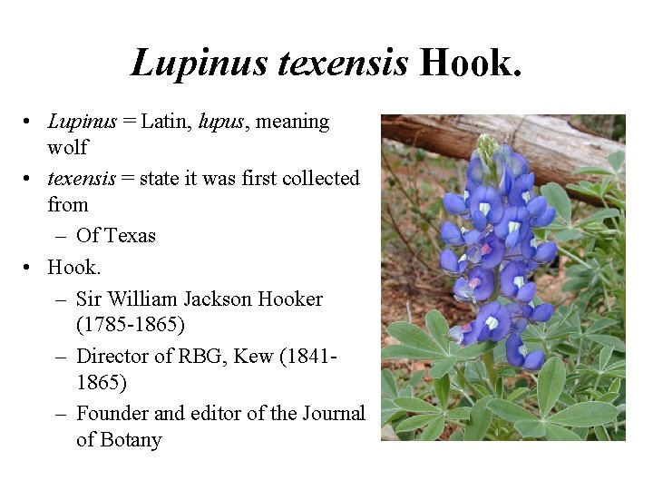 Lupinus texensis Hook. • Lupinus = Latin, lupus, meaning wolf • texensis = state