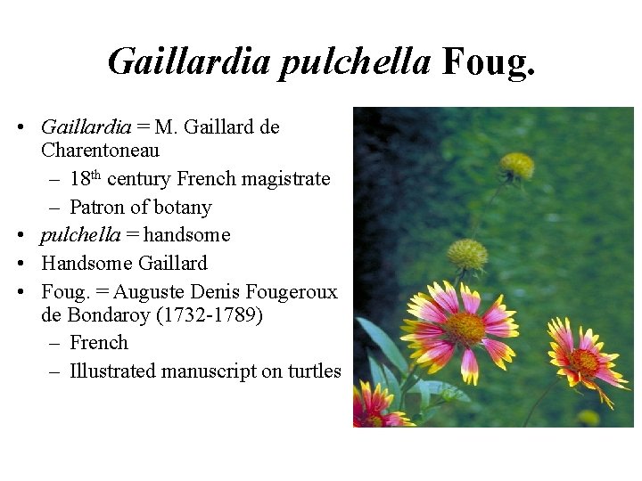 Gaillardia pulchella Foug. • Gaillardia = M. Gaillard de Charentoneau – 18 th century