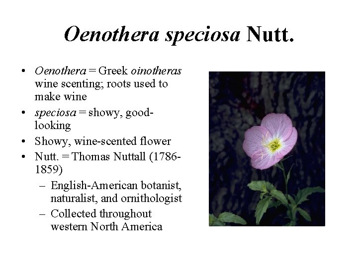 Oenothera speciosa Nutt. • Oenothera = Greek oinotheras wine scenting; roots used to make